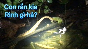 Cắm câu cá lóc đìa lâu năm với pha chụp rắn râu & món rắn xào lá nhàu, cá lóc nướng lá sen