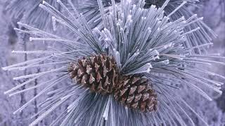 Жизнь На Новой Земле Взаимодействие Времени И Пространства С Существами Высших Измерений