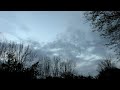 Dark Forest