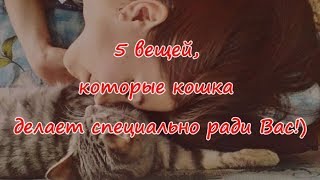 5 ВЕЩЕЙ, КОТОРЫЕ КОШКА ДЕЛАЕТ СПЕЦИАЛЬНО РАДИ ВАС  5 THINGS A CAT DOES ESPECIALLY FOR YOU