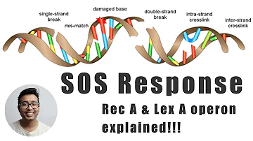 Rec A and Lex A operon of SOS Response of DNA repair Mechanism for medical students!