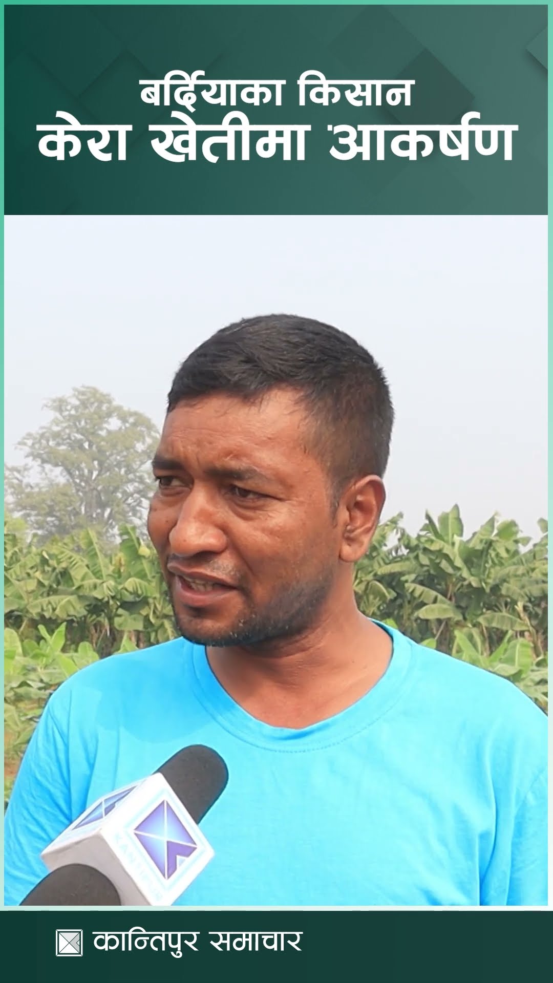 बर्दियाका किसान केरा खेतीमा आकर्षण | Kantipur Samachar
