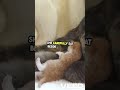 Unexpected Bonds  Rabbit Saves Lonely Kitten. #facebook #movie #insta #movieclips #likes #facts