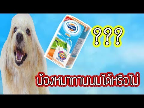 วีดีโอ: สุนัขสามารถให้นมได้หรือไม่?