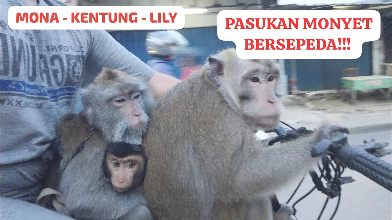 PASUKAN  MONYET NAIK SEPEDA BERSAMA ‼️ Pagi yang cerah