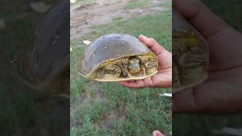 flapshell turtle #shorts