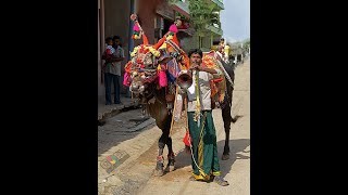 Kole Basava  Highly Decorated Bull,  Ancient Folk Tradition Of Karnataka ಕೋಲೆ ಬಸವ Mysore India