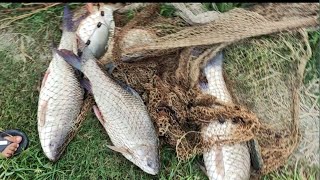 ১ কেজি ৭০০ গ্রাম থেকে ১ মাস ২০ দিন পরে রুই মাছের সাইজ কেমন হয়েছে দেখলাম