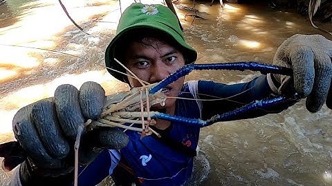 Mò Tôm Càng Mùa Nước Nổi /Đạt Nguyễn Cần Giờ