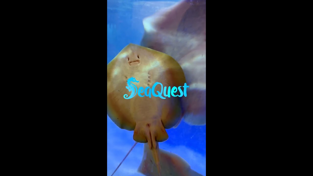 SeaQuest at Stonecrest Recap | by Happily Ever Alphin®