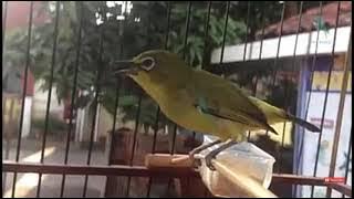 suara burung kicauan pleci lagi manja 2021