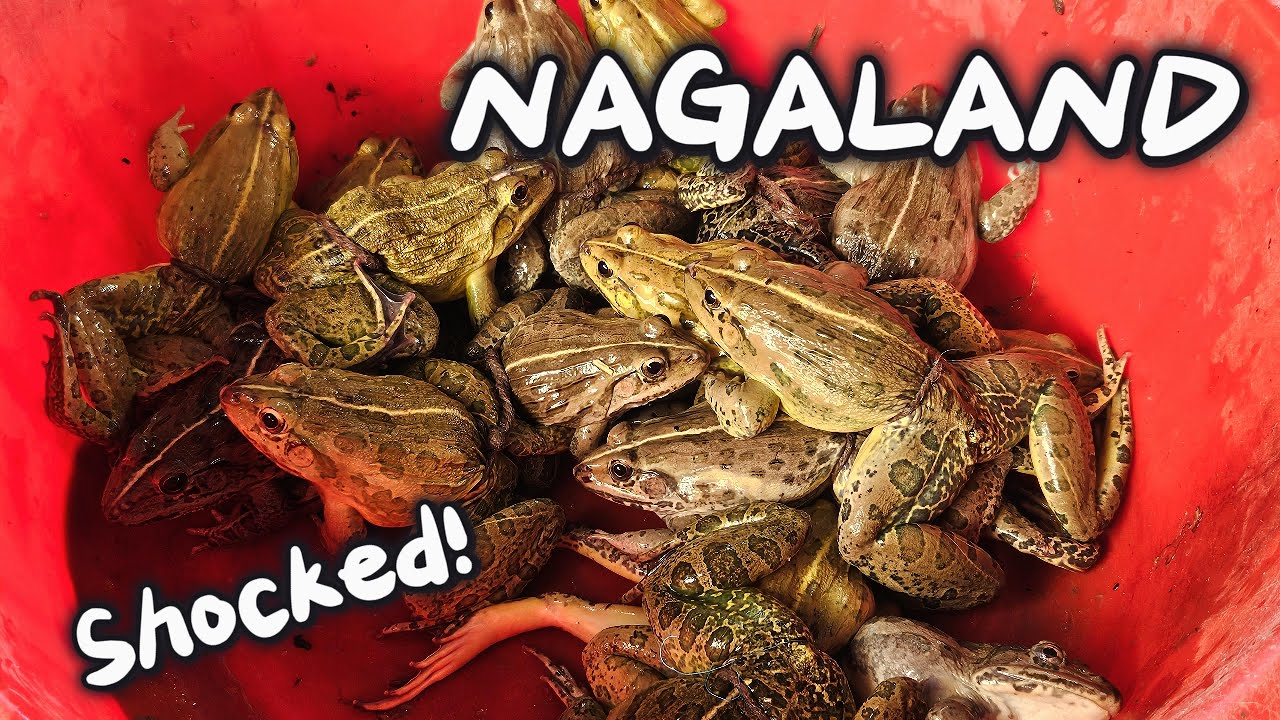 Nagaland Blew My Mind I My Unfiltered Journey Through Nagaland