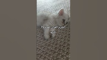 أحترم القران الكريم لمدة 15 ثانية
