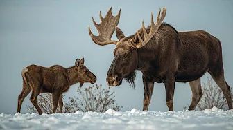 This Plow Driver Met a Moose Calf — Weeks Later, Quiet Patience Will Touch Your Soul