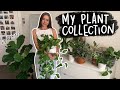 my 2020 (realistic) house plant collection!! | + my care tips