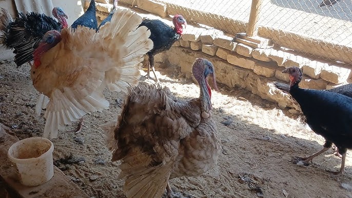 Sekin-asta yechinayotgan qizning porno surati