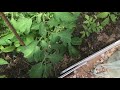 Как посадить много кустов томатов на грядку