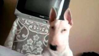 Bull Terrier Nino
