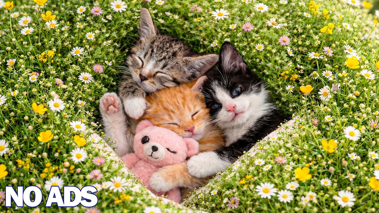 12 часов успокаивающей музыки для кошек 🐈 Расслабляющая музыка для тревожных кошек 💖 Глубокий сон 🌈