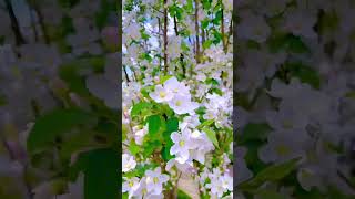 Crabapple Snowdrift And Pink Cherry Blossoms In Full Bloom |