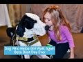 George the Great Dane Service Dog | DOG's BEST DAY
