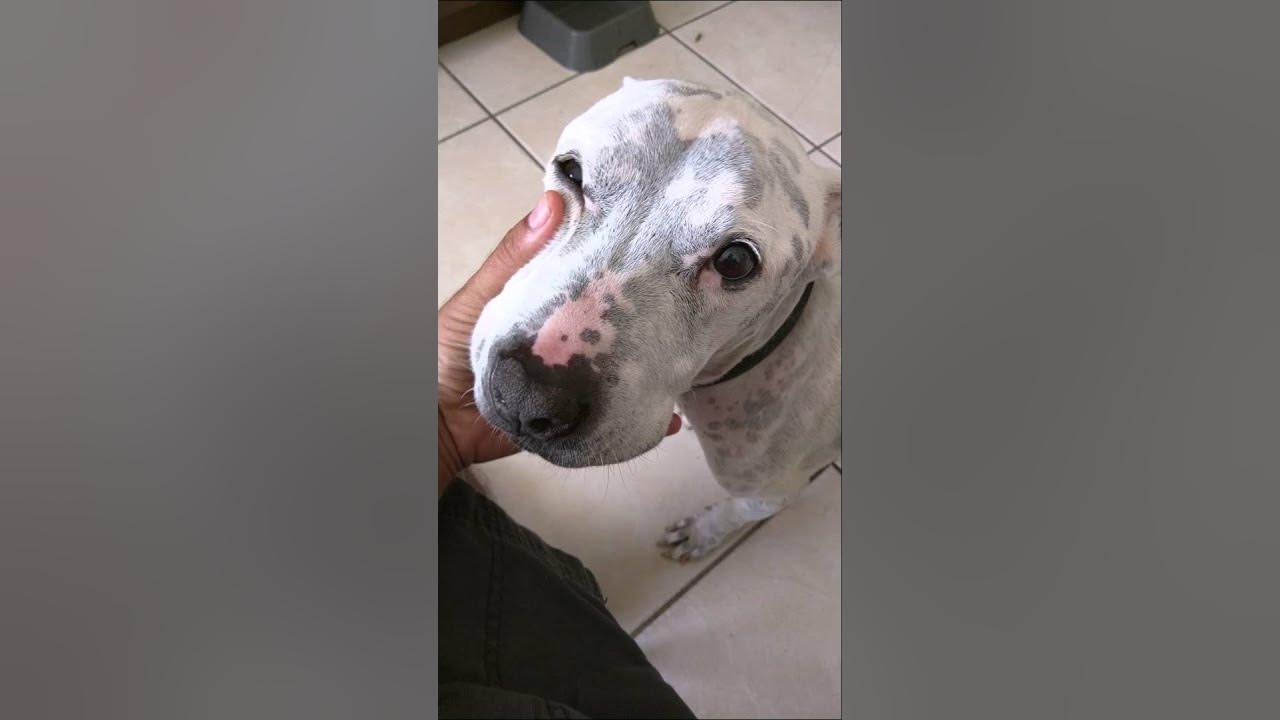 Successfully Treating Dog Congestive Heart Failure with Natural Diet