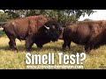 Do Bison smell of each other like dogs in heat? (Bison Breeding Behavior)