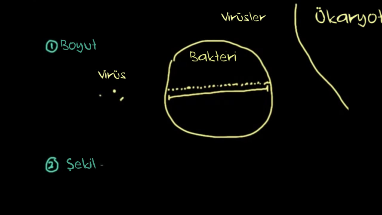 Virüsün Yapısı ve Virüslerin Sınıflandırılması (Biyoloji)