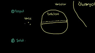 Virüsün Yapısı ve Virüslerin Sınıflandırılması (Biyoloji)