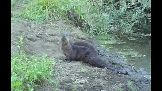 Sand Bathing Otters