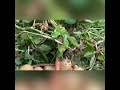 #selfsufficient/ #backyardgardening / harvesting #potatoes #short #watchnow #plants