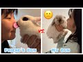 Asking my bunny for kisses