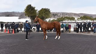 アロースタッド種牡馬展示会2021(全32頭)