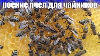 Управляемое роение пчел. Как распознать роение пчеловод