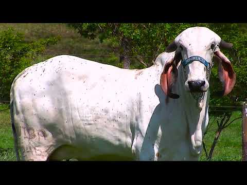 Lote 28   Basa Via Lactea Belina   VIBA 246