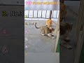 Funny Cats & Dogs 😼🐶 Laugh till you doubt life 🤣#funny #funnycat #funnyvideo #foryou #funnydogs