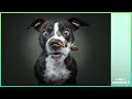 The best jokes in the world of pets 29 2023  only animals