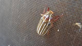 Insects on my screen door 8/9/18: Japanese beetle