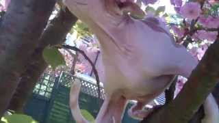 Sphynx Cat in Blossom by Sphynx Cat 699 views 12 years ago 36 seconds