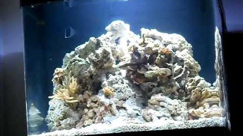 BioCube 29 HQI - Whole Tank View - One Month after first setting up