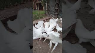 Старазагорски Бели Гълъби