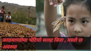 काठमाण्डौमा नै भटियो सलाह , कस्तो प्रभाव पर्ला , Locust attack in kathmandu nepal