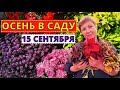 ЦВЕТЫ в саду не сдаются, хоть и осень. Обзор сада на 15 сентября