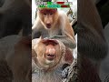 RARE FOOTAGE! Proboscis Monkey Caught on Camera in Its Natural Habitat 🐒 | #monkey #proboscis #viral