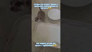 Ферма с тараканами и очень много новых жильцов дома🤣🤣