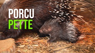 Baby Porcupine ‘Quill’ Melt Your Heart