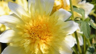видео Цикломения цветок уход: необходимые условия и размножение куста