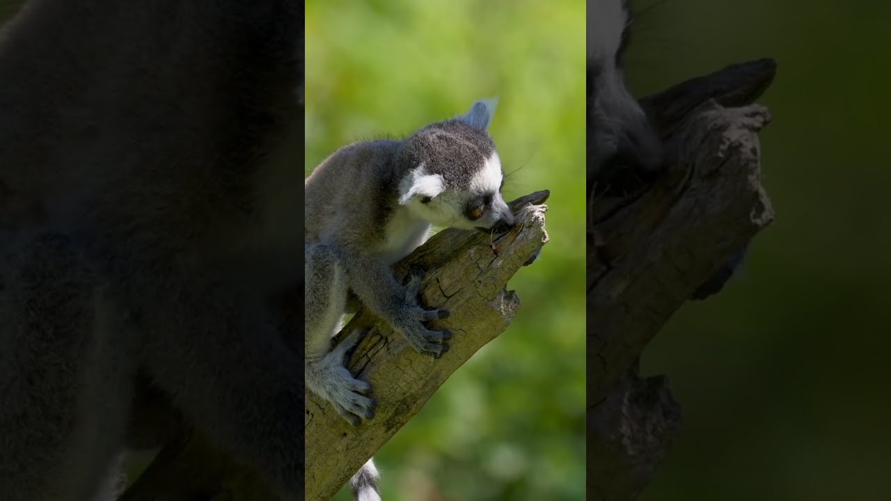 Lemurs Aren T MONKEYS Or APES