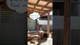 Hungry song #australia #vlog #funny #trending #lol #animals #viral #shorts #zoo #fun #wildlife