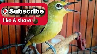 Download Lagu TERAPI PLECI BAHAN..AGAR CEPAT GACOR..Pleci dakun MP3